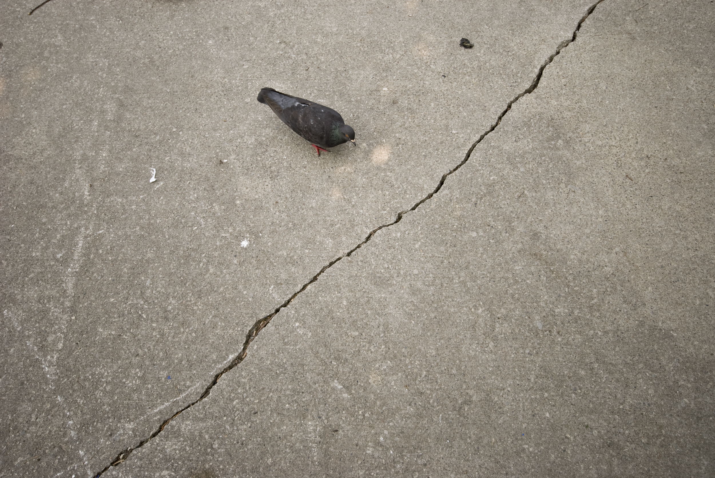 Pigeon on street